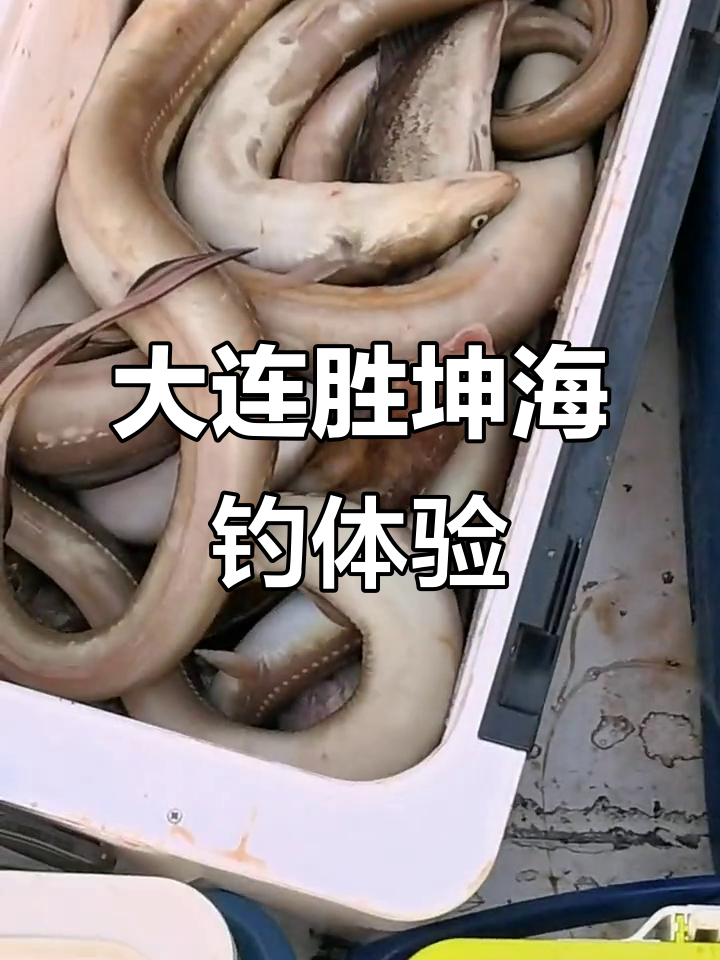 11月7日大连海钓之旅，鲨鱼与鳝鱼的精彩对决