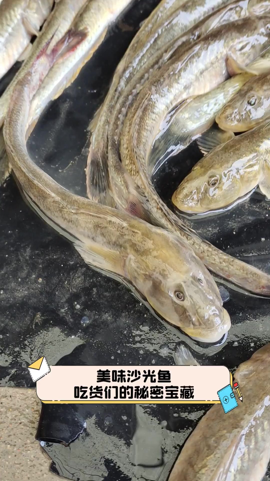 美味沙光鱼,吃货们的秘密宝藏
