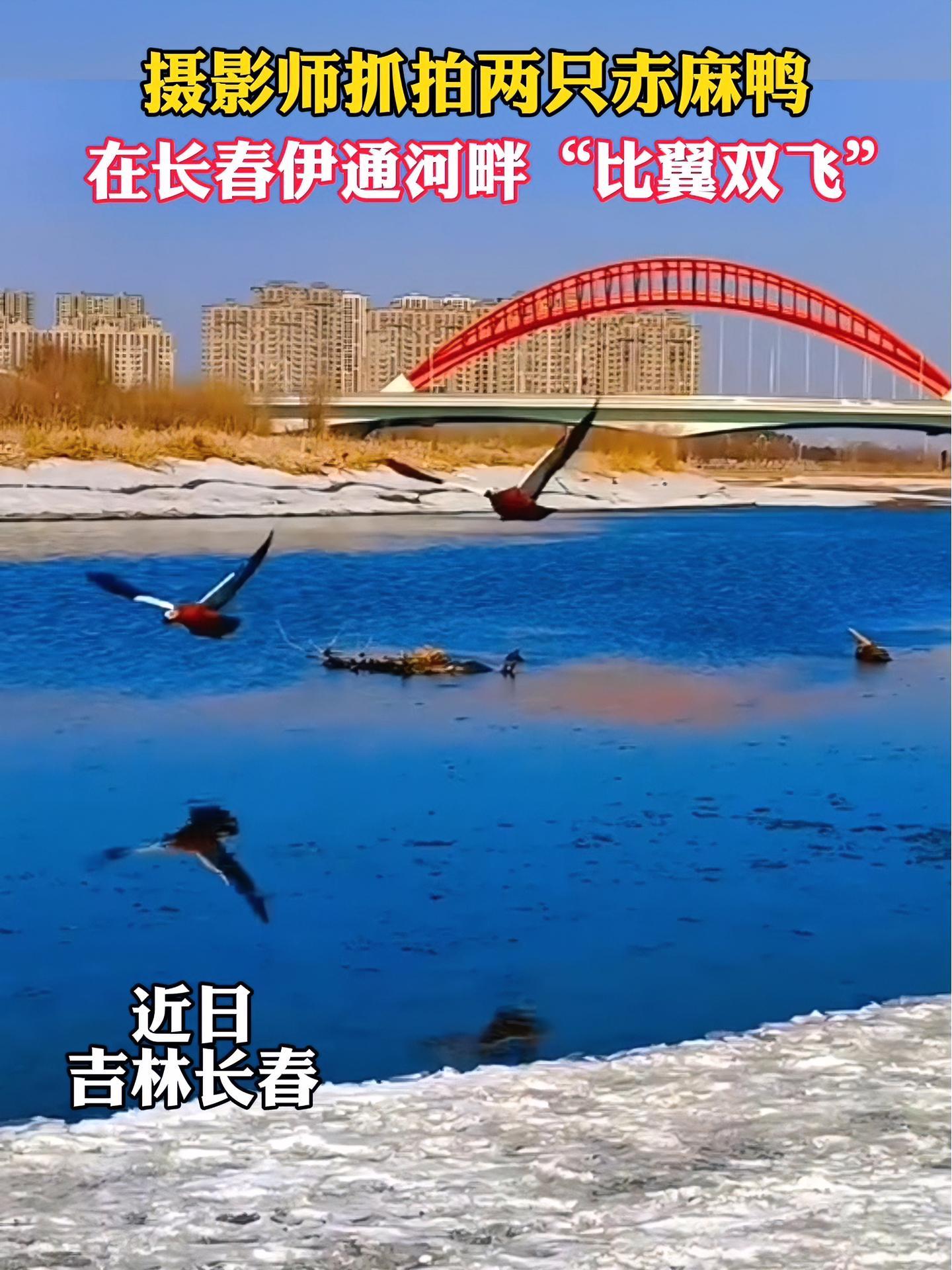 近日,吉林长春。摄影师抓拍两只赤麻鸭,在长春伊通河畔“比翼双飞” 候鸟归来 这是一份来自吉