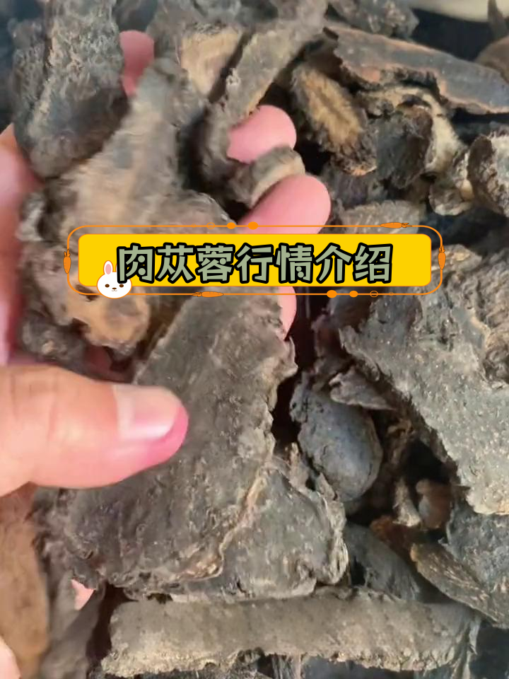 内蒙古阿拉善肉苁蓉市场价格分析