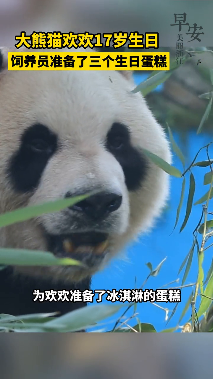 3个蛋糕美美过生日了!祝大熊猫“欢欢”17岁生日快乐