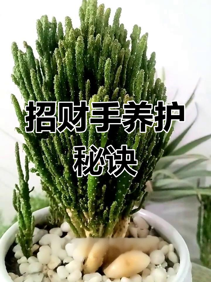 招财手多肉植物养护全攻略:修剪造型与施肥技巧