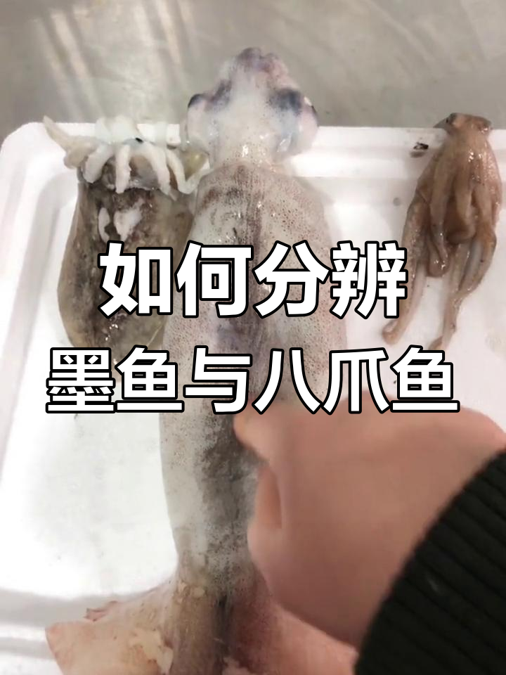 墨鱼、八爪鱼和鱿鱼的真相,教你如何区分它们