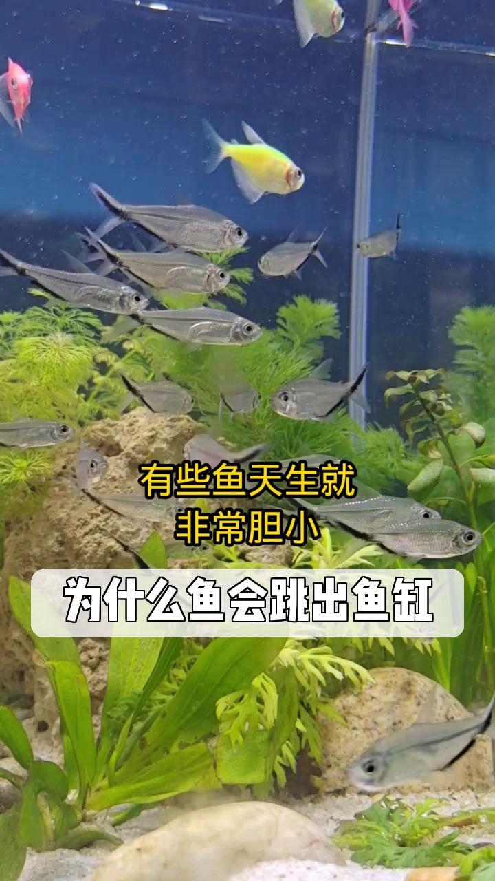 为什么鱼会跳出鱼缸