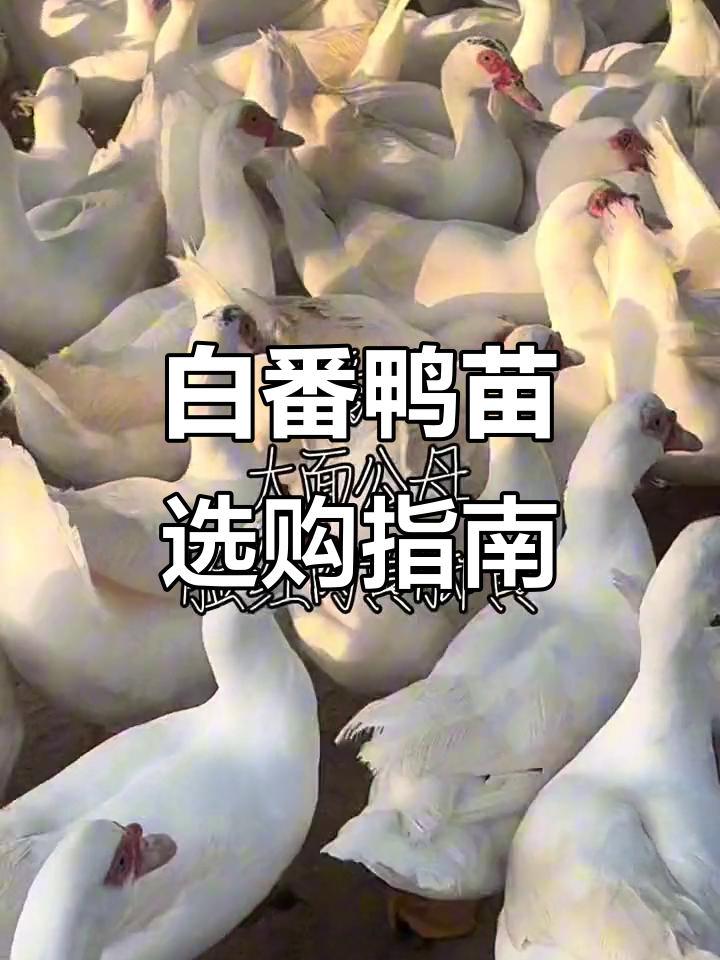 白番鸭苗与西洋鸭苗的区别,大面公母如何选择
