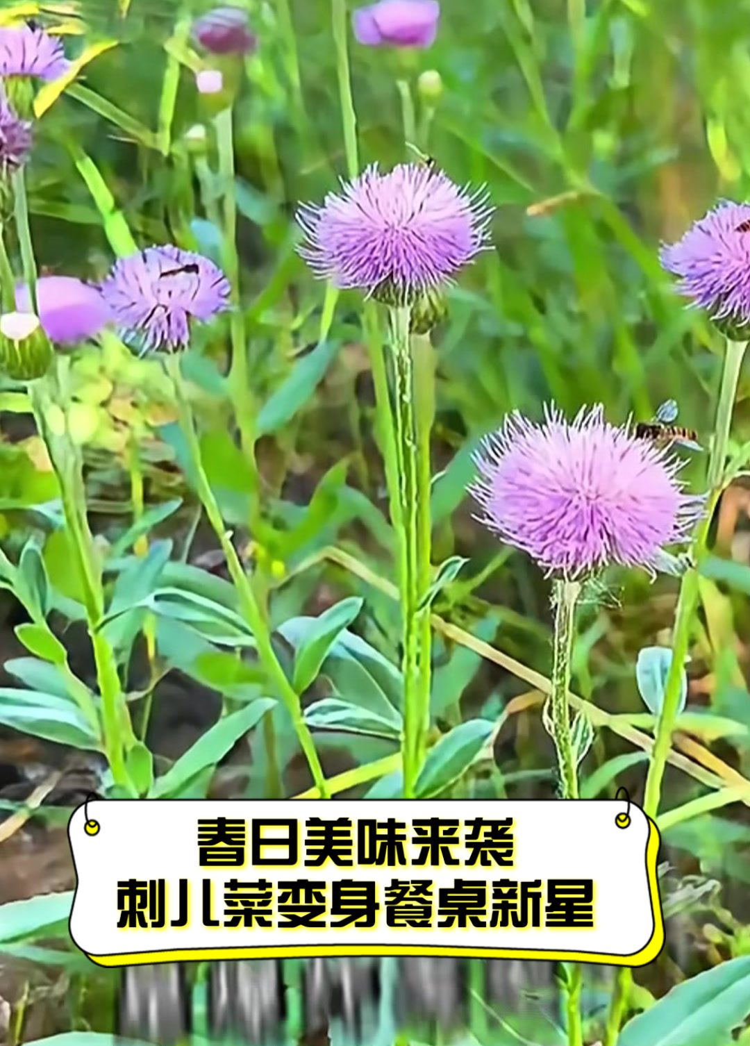 春日美味来袭,刺儿菜变身餐桌新星