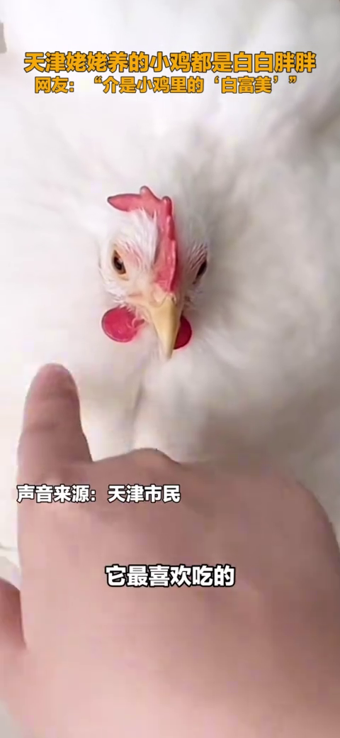天津姥姥养的小鸡都是白白胖胖 网友：介是小鸡里的“白富美”