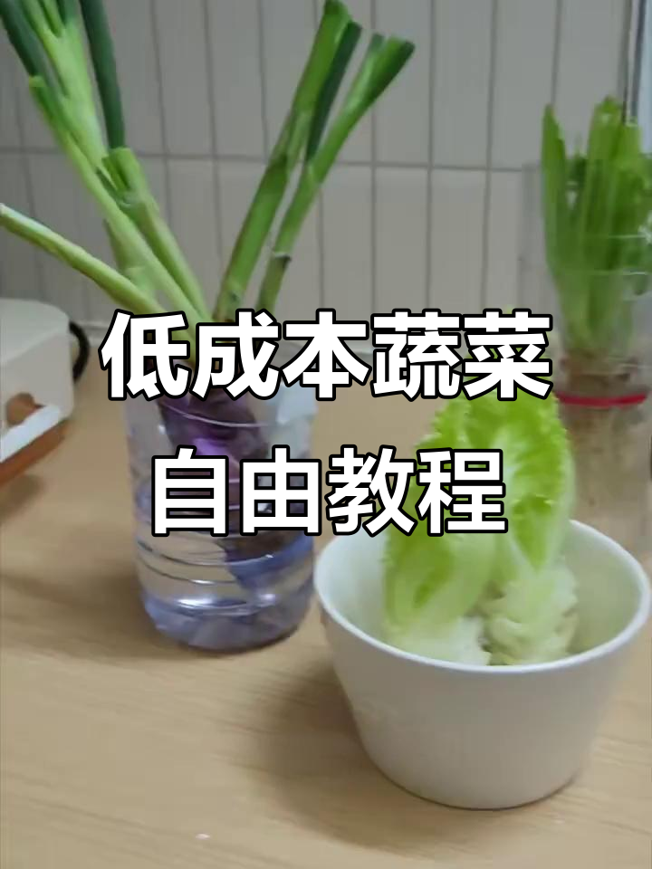 用废菜根打造水培小花园，简单又实用