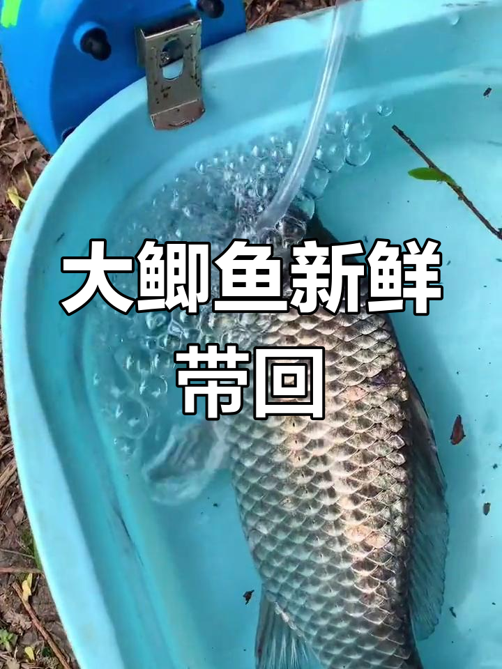 野生大鲫鱼钓获,氧气泵让鱼儿活蹦乱跳