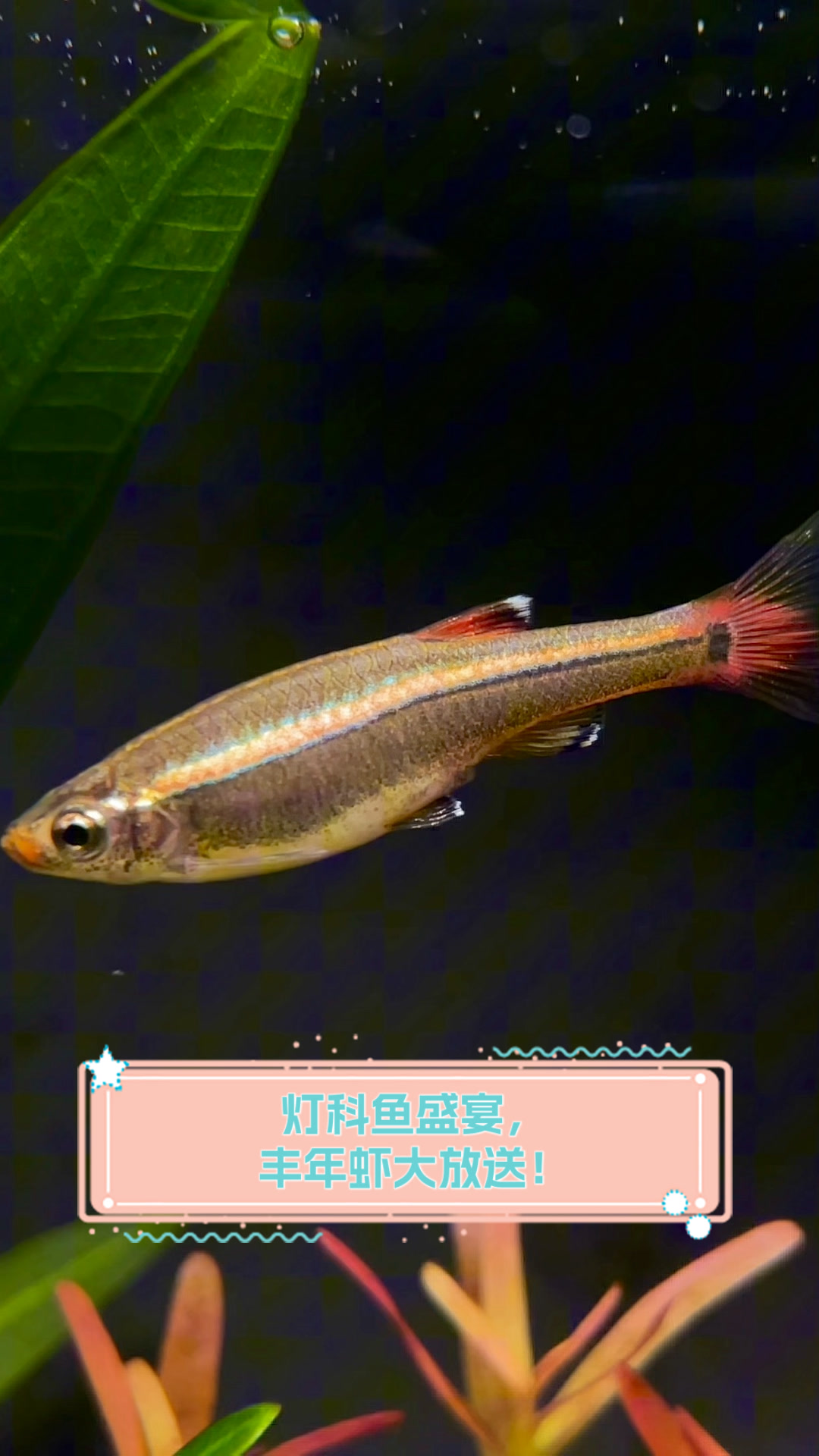 灯科鱼盛宴,丰年虾大放送!