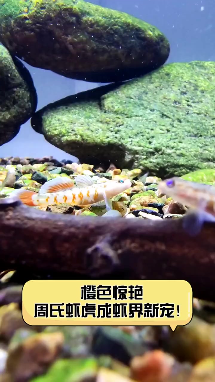 橙色惊艳,周氏虾虎成虾界新宠!