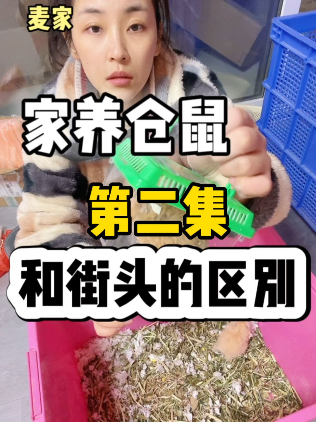 家养金丝熊和街头鼠子的区别……(2)