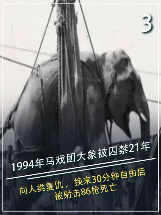 1994年录像,马戏团大象被囚禁21年后向人类复仇,换来30分钟自由后,被射击86枪死亡#