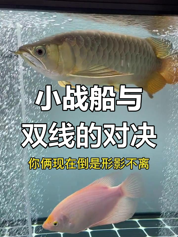 战船鱼凶猛混养失败,双线鲫被追打成“难兄难弟”