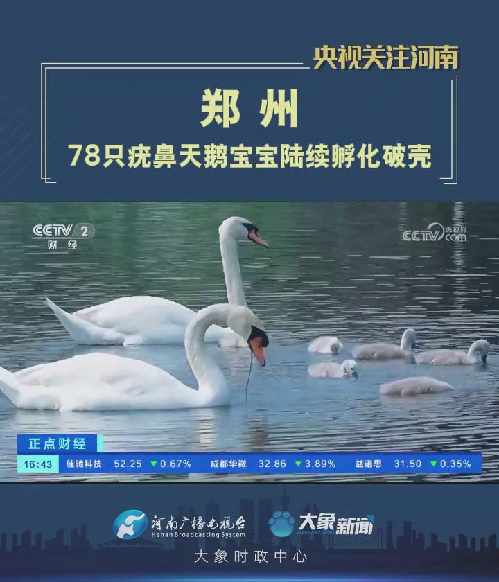 「央视关注河南郑州」78只疣鼻天鹅宝宝陆续孵化破壳