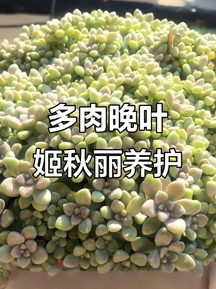 了解晚叶姬秋丽:多肉植物养护全攻略