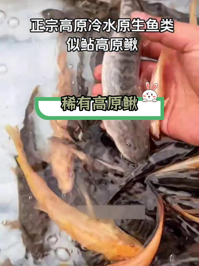 高原鳅:罕见冷水鱼,最大能长一斤多