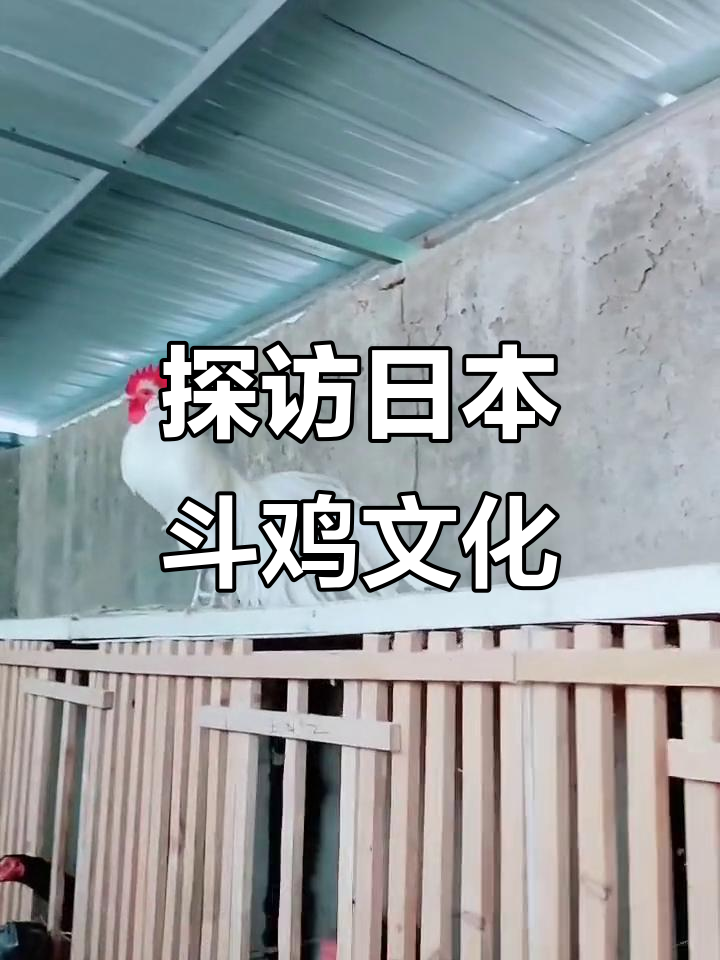 日本长尾鸡斗鸡文化揭秘,玫瑰与美的激烈碰撞