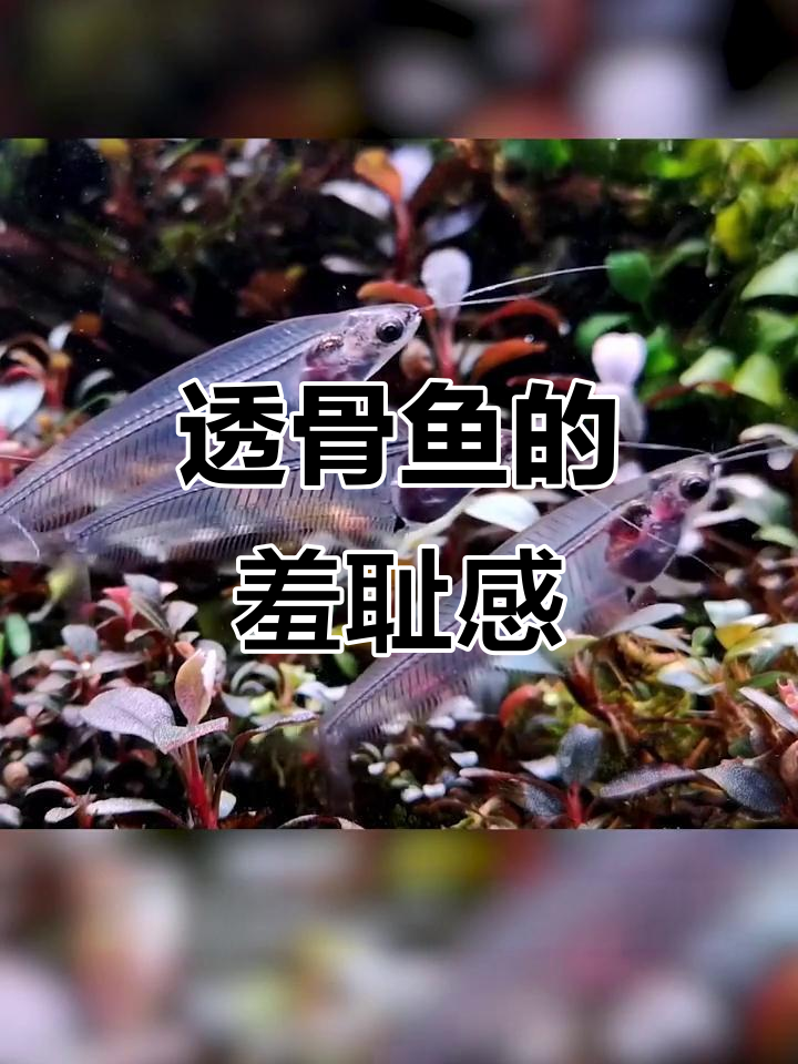 这鱼透明得连骨头都看得见,感觉像被围观一样尴尬!