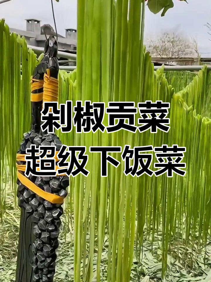 新鲜贡菜晒干后,炒吃凉拌都超下饭