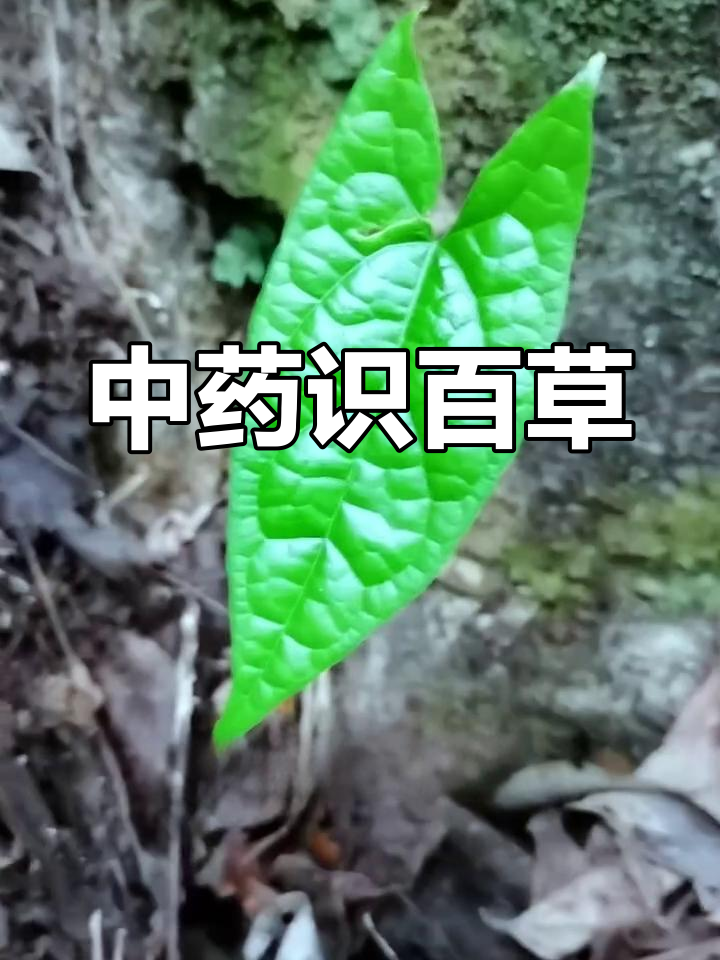 50种常见中草药,看看你知道几种?