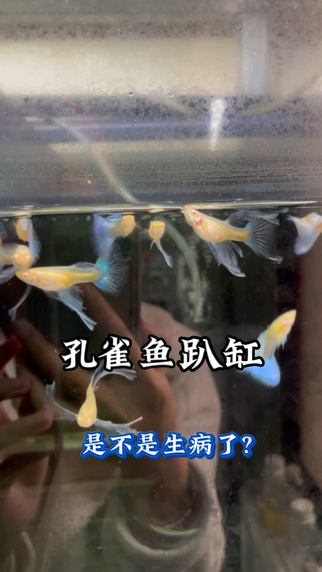 孔雀鱼经常趴缸要注意了