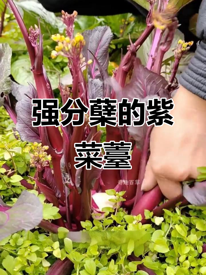 紫菜薹:分蘖能力超强,秋冬美味更鲜甜