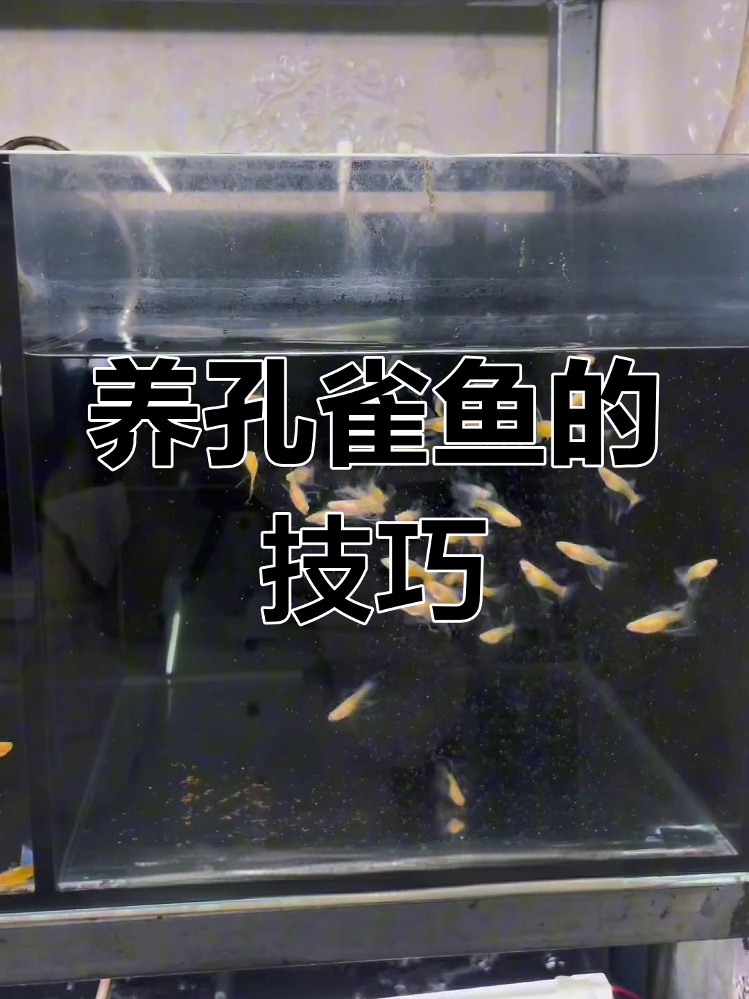 鱼缸大小与养鱼数量解析