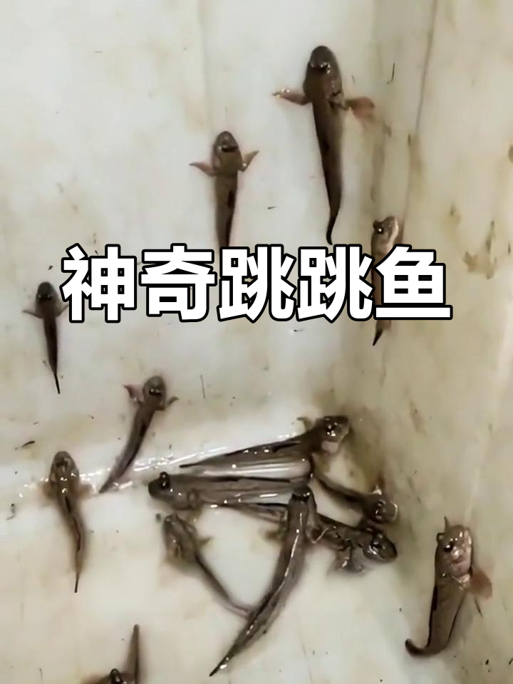 跳跳鱼:淡水两栖萌宠,杂食性强,轻松繁殖