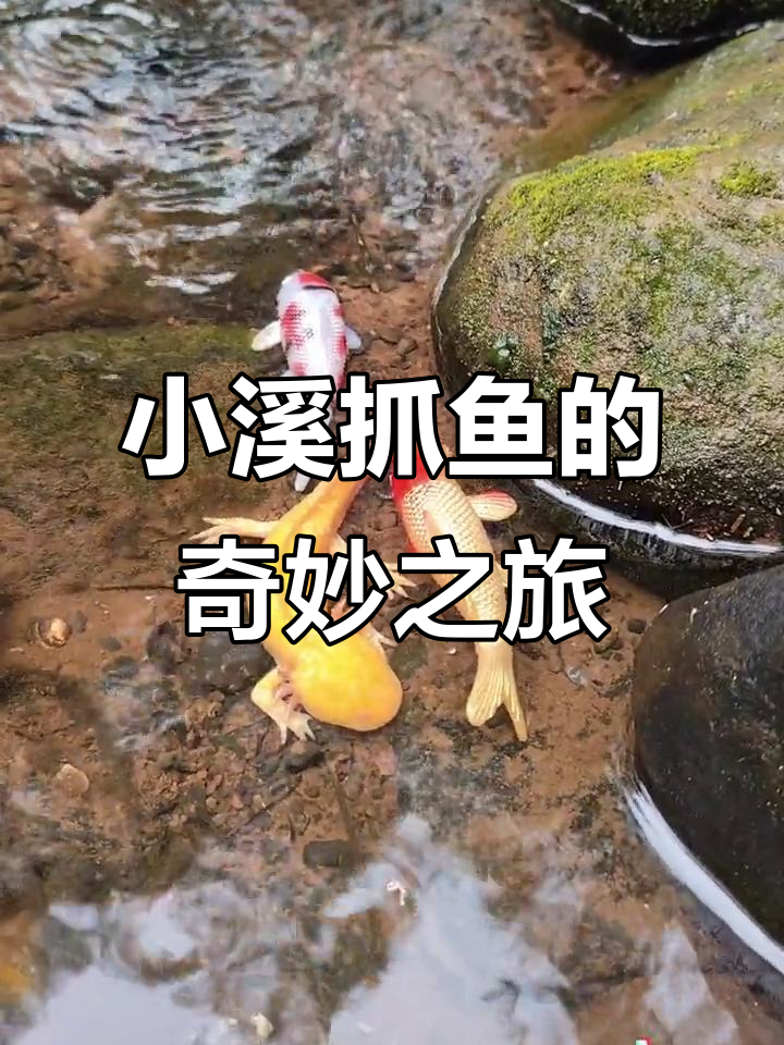 抓鱼大作战：小溪里的神秘生物，竟然有“脚”！