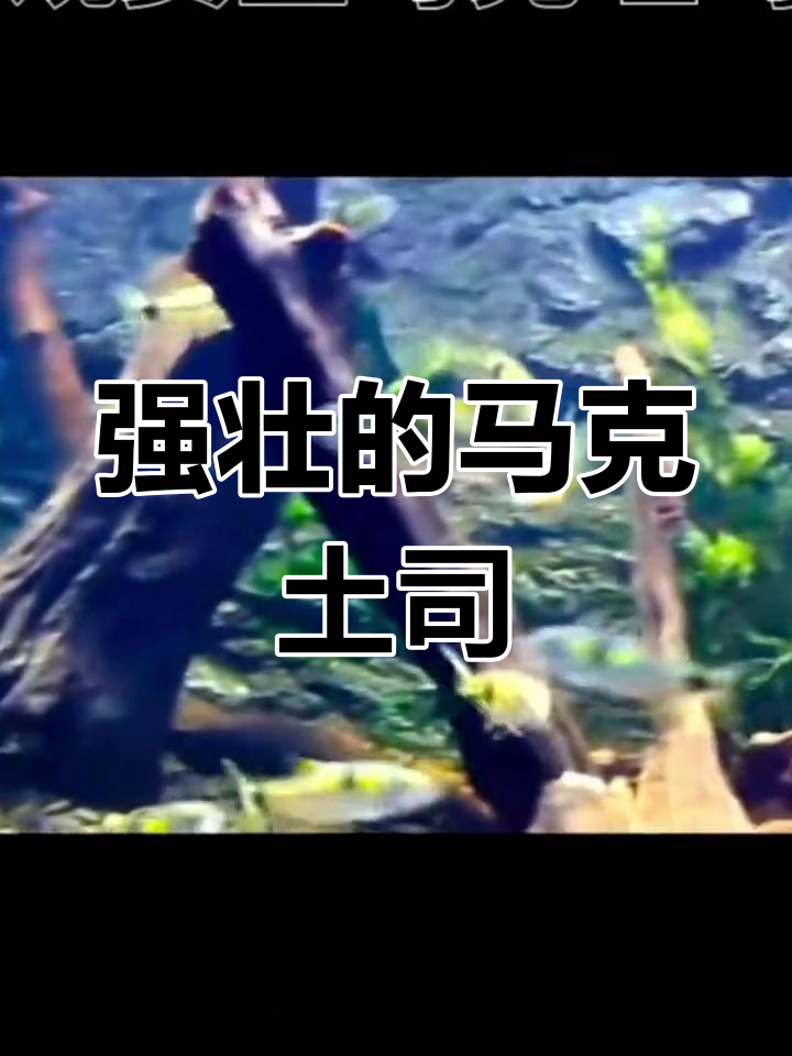 马克土司,尺寸5-9厘米,强健生存,分享养鱼心得!