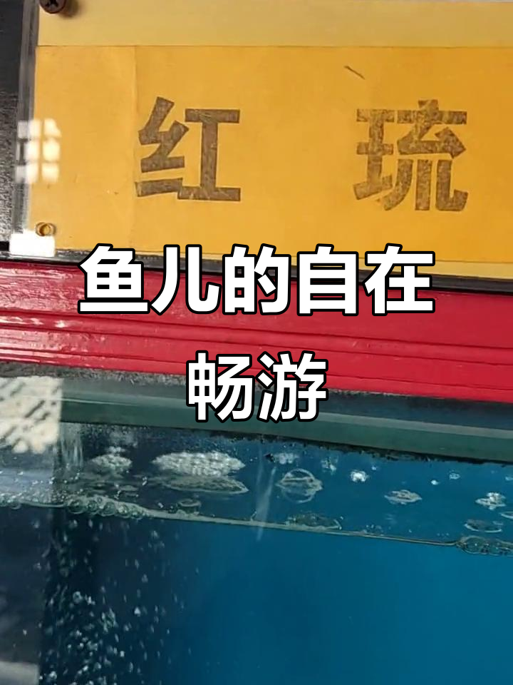 小鱼儿水中自由游,唯美画面尽显