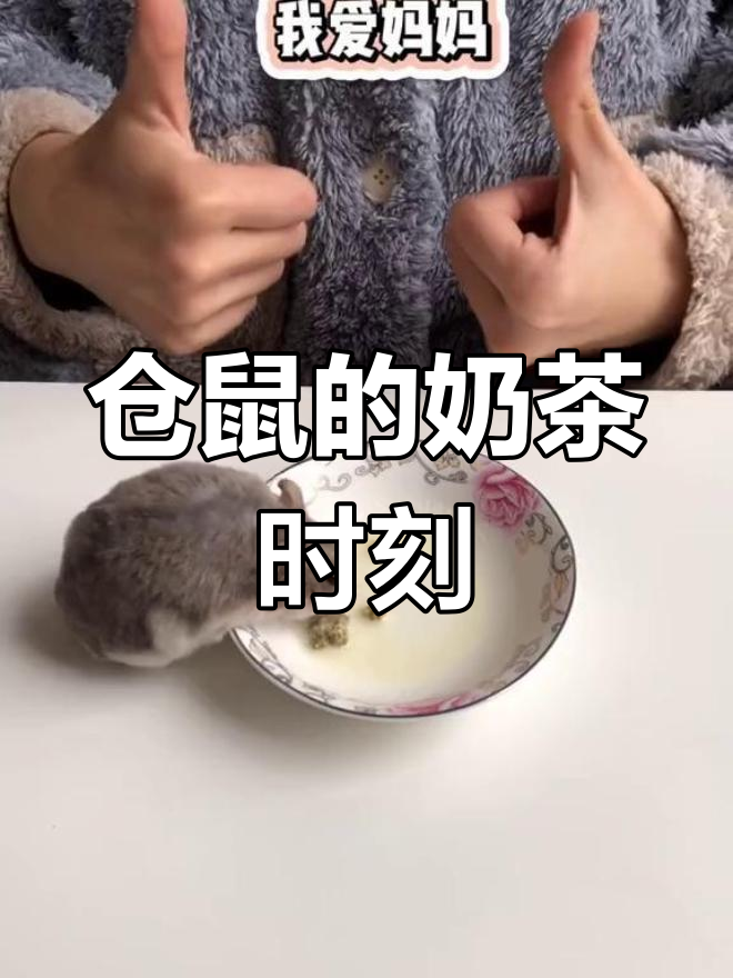 仓鼠也能享受珍珠奶茶!