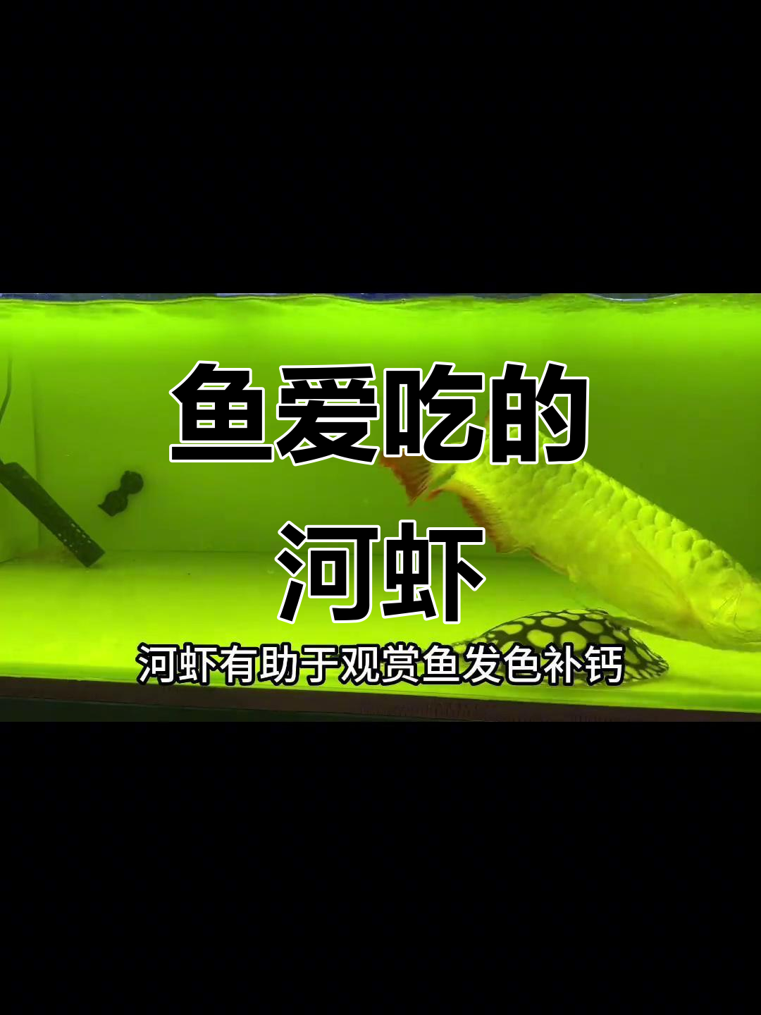 鱼爱吃虾,说明什么?野生河虾助发色补钙