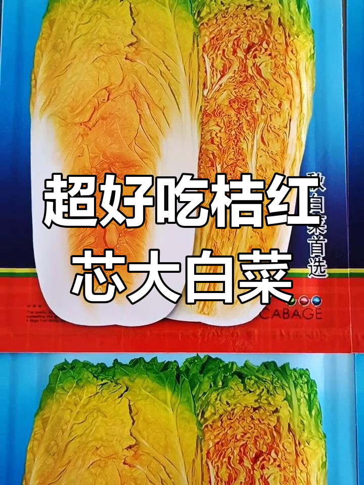 营养又好吃的橘红心白菜,口感清新甜美