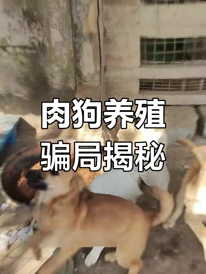 肉狗养殖的陷阱:看似包回收,实则亏本套路