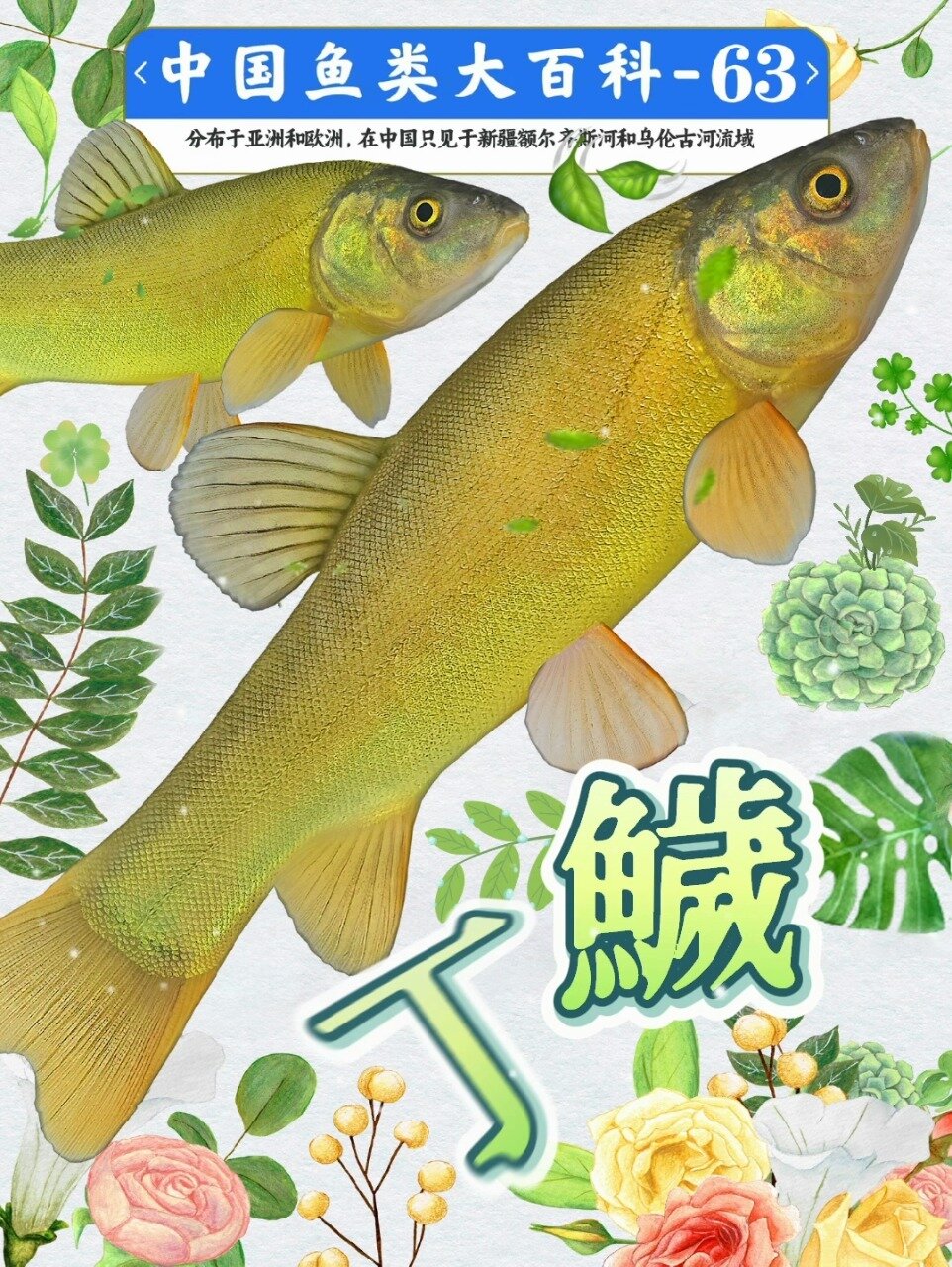 丁鱥美味好吃的新疆丁桂鱼