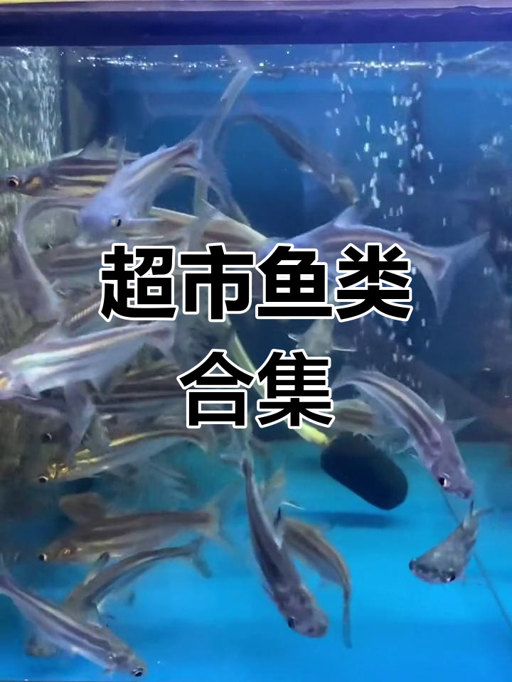 超市观赏鱼大集合,萌宠推荐官来啦