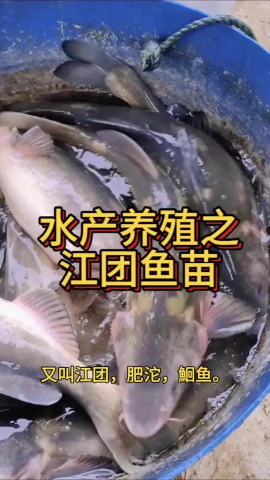 江团鱼苗。学名长吻鮠鱼苗,肥沱,鮰鱼。肉质鲜嫩爽口,没有小刺,池塘,水库都可以养殖。喜欢的