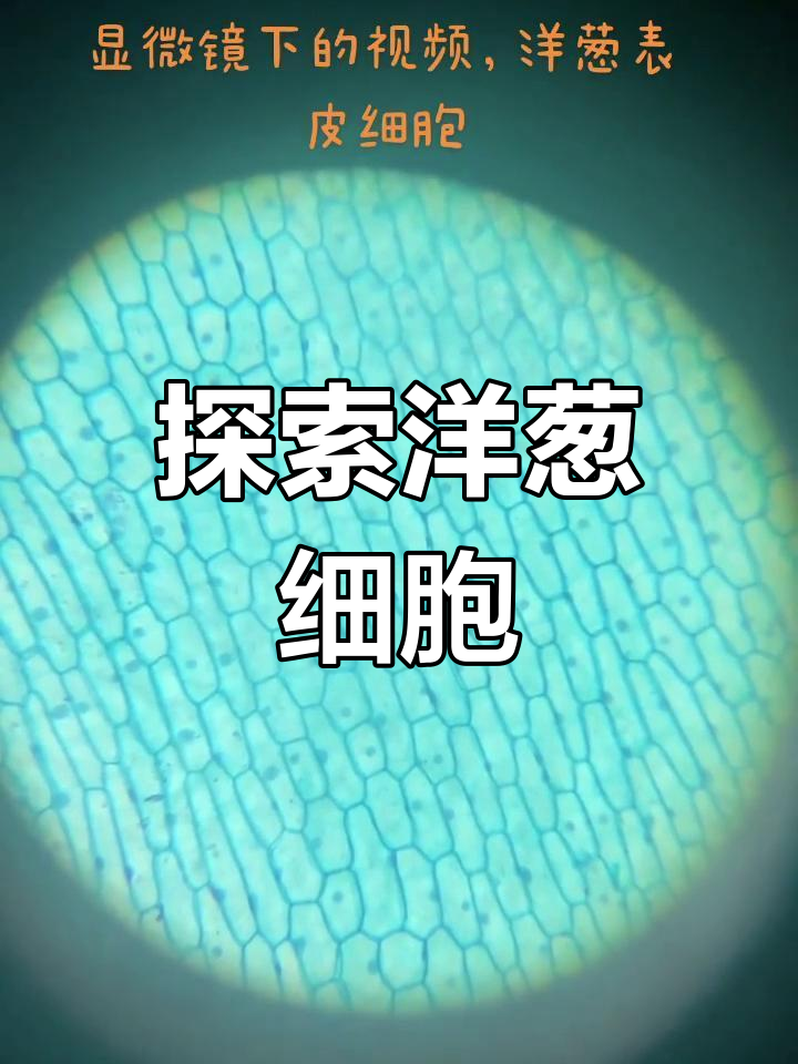 洋葱表皮细胞显微镜观察实验