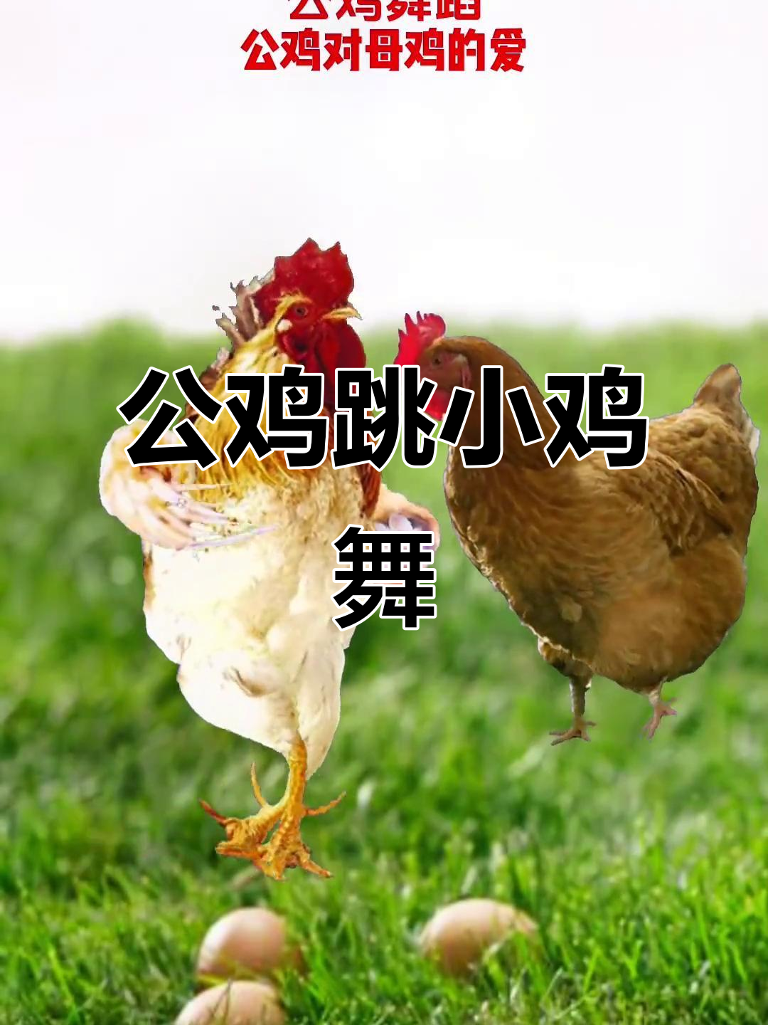 公鸡跳舞太可爱，小鸡舞萌翻了！