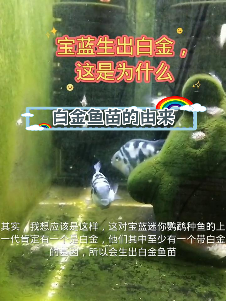 宝蓝迷你鹦鹉鱼产白金苗,基因揭秘