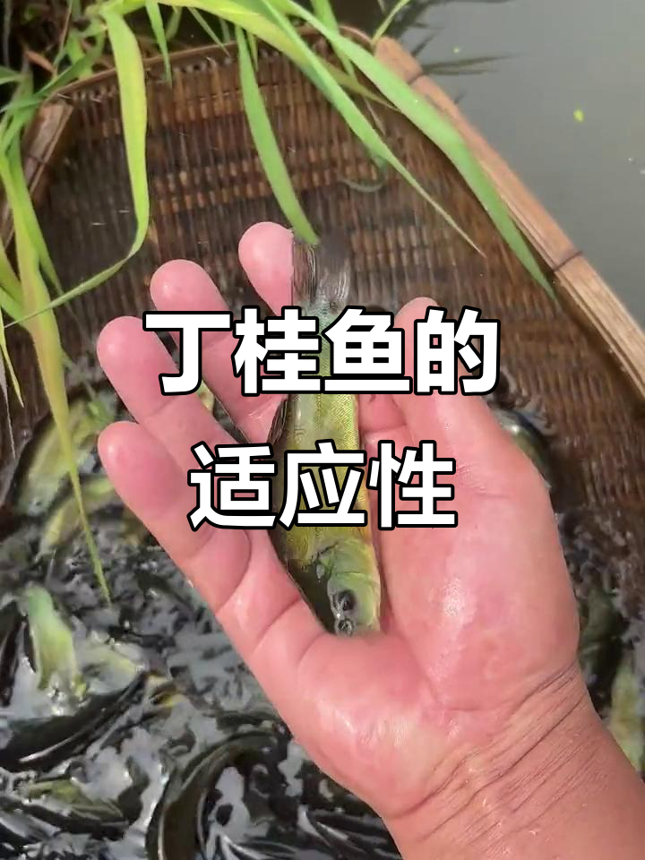 丁桂鱼适应性强,养殖简单,适合各种水域环境