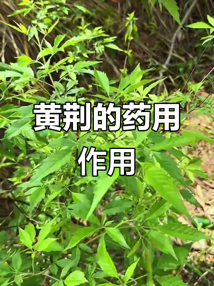 黄荆的神奇功效与多种用途，让你了解它的药用价值