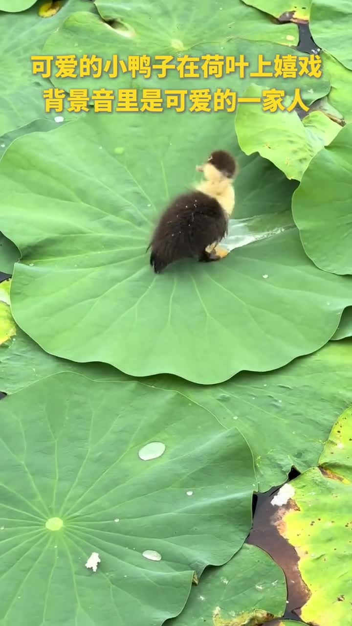 可爱的小鸭子在荷叶上嬉戏，背景音里是可爱的一家人