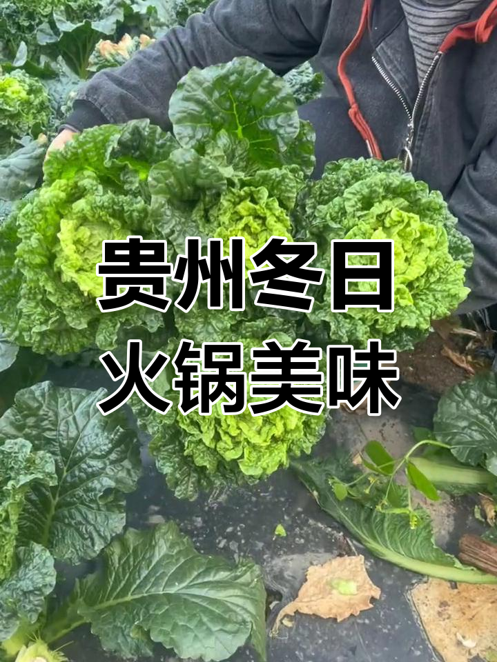 贵州农村冬季火锅必备:青口麻叶菜与豆腐的完美搭配