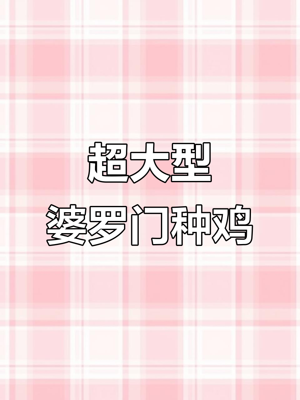 婆罗门鸡苗与梵天鸡,超大体型下蛋多