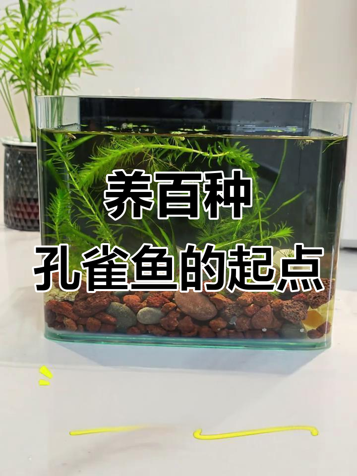 挑战养100种孔雀鱼,从鸿运当头开始打造生态缸
