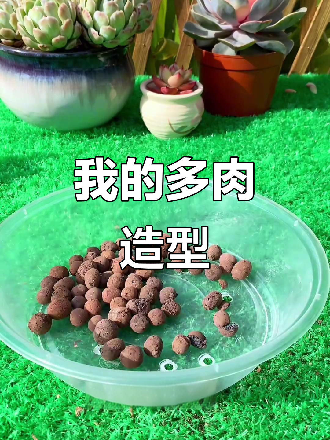 多肉植物造型独特，看看我的创意作品