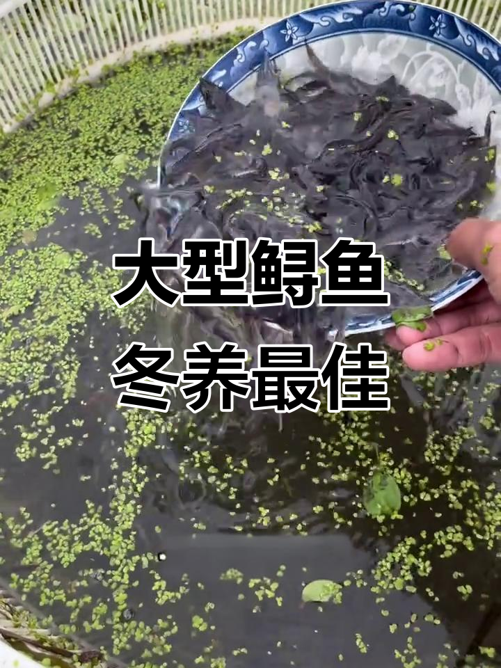 冬季养殖首选!大型底层杂食性鱼,长势惊人